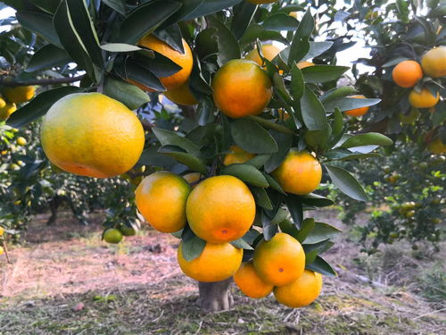 一年生特早熟柑橘品种探秘 由良蜜桔糖度高、抗寒性强，成为农林新星