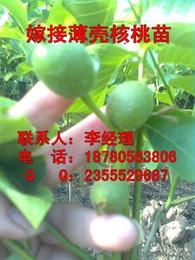 清香核桃供应全解析 批发价格、产地优势与采购指南