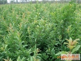 出售果石榴 小果树苗石榴树苗 规格全_经济林木_农林牧渔行业_产品_原产地特产网