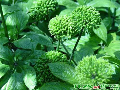 三七介绍_三七是哪里的特产_农林牧渔_中 草药_特产在线