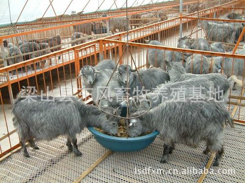 黑毛猪_家畜家禽_农林牧渔行业_产品_原产地特产网