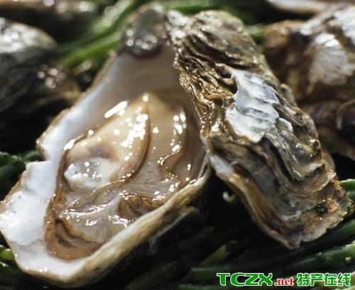 海蛎子是哪里的特产_农林牧渔_水产海鲜_特产在线
